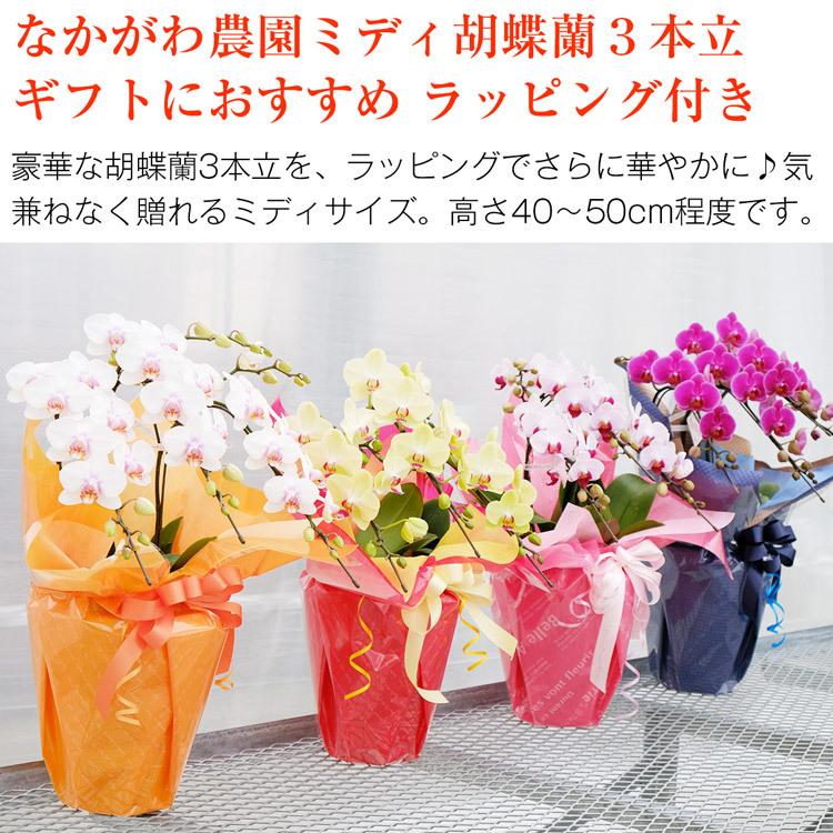 胡蝶蘭 ミディ 3本立 鉢も付属 花の色おまかせ ラッピング付き ギフト 贈答用 産地直送 熊本県産 華てまり なかがわ農園 洋蘭 ラン 洋ラン 花 常温便 Nkgw 007 食の達人 お取り寄せグルメ 通販 Yahoo ショッピング