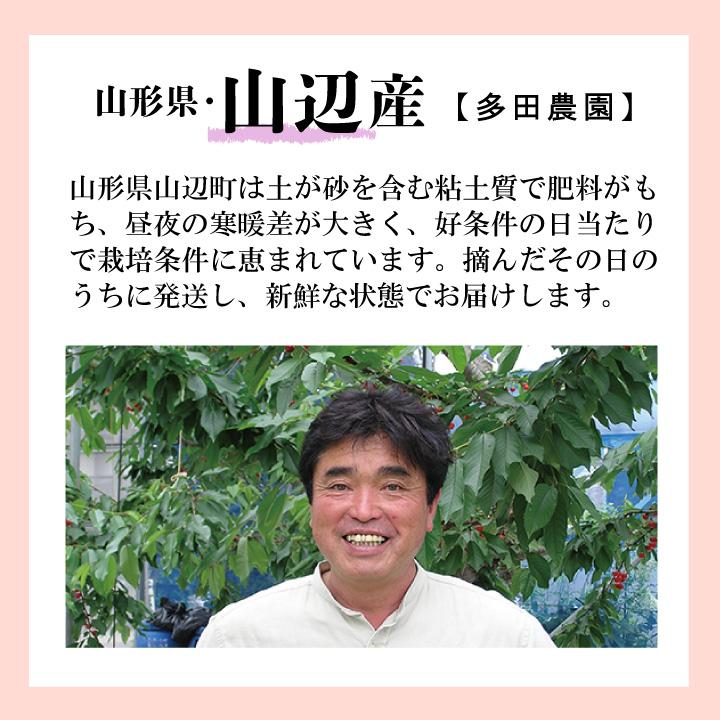 【2024年6月中旬発送予定】さくらんぼ　佐藤錦(露地栽培)　約500g　山形県山辺産　L玉本詰め　6月中旬〜6月下旬発送　産地直送　一部送料無料｜shonai-k-bussankan｜06