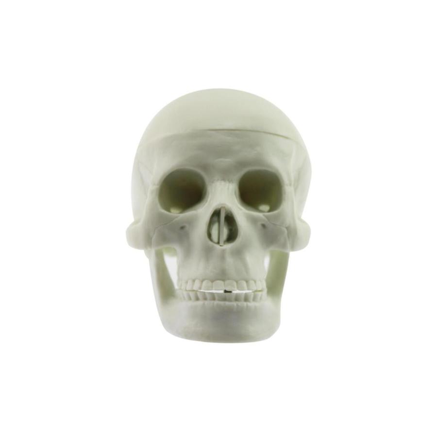 頭蓋骨模型 頭部模型 顎関節 可動 タイプ 医療機関 医学 学校教材 骸骨 人骨 ガイコツ ドクロ 手のひらサイズ Gl 197 Andmore 通販 Yahoo ショッピング