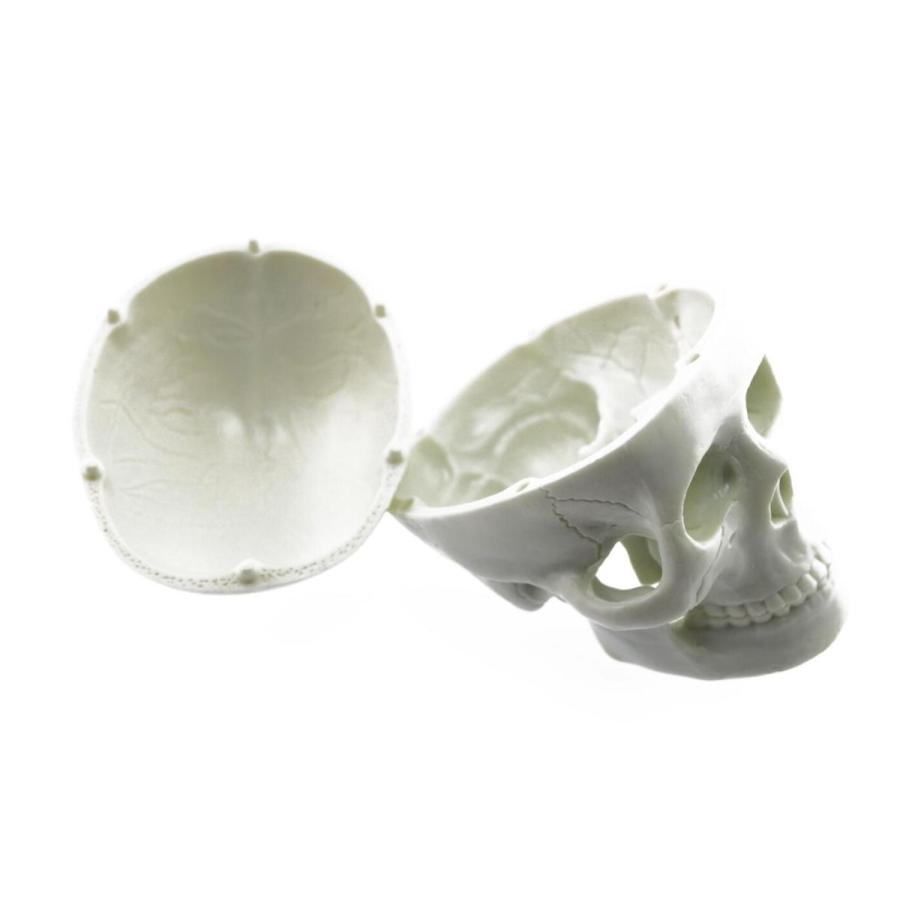 頭蓋骨模型 頭部模型 顎関節 可動 タイプ 医療機関 医学 学校教材 骸骨 人骨 ガイコツ ドクロ 手のひらサイズ Gl 197 Andmore 通販 Yahoo ショッピング