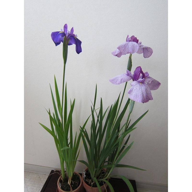 花菖蒲苗 (6種6ポット)厳選おまかせセット : Shop アンドロメダ - 通販