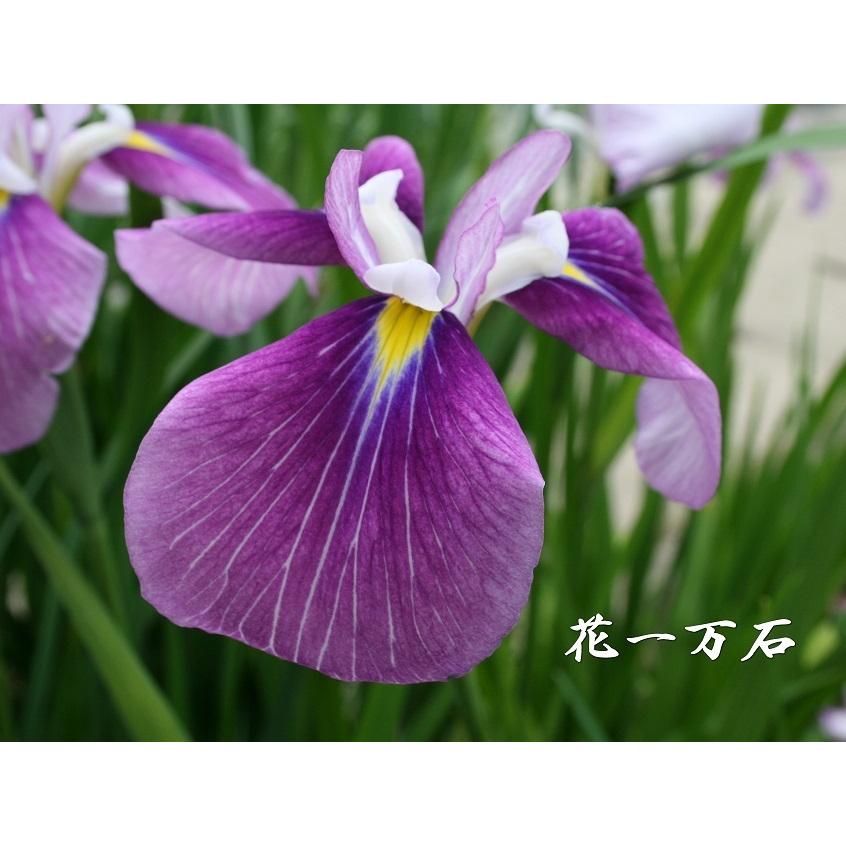 花菖蒲苗 (6種6ポット)厳選おまかせセット : Shop アンドロメダ - 通販