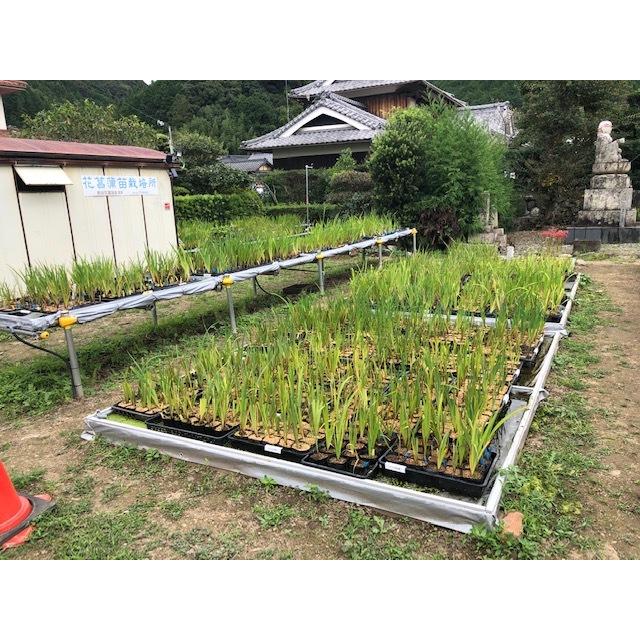 tamran花菖蒲５株同梱(五月晴、千歳、稚児化粧、豊太閤、小笹川) お届日6/26(土)6/27(日) / 青木 良平さん(千葉県：青木園芸)から
