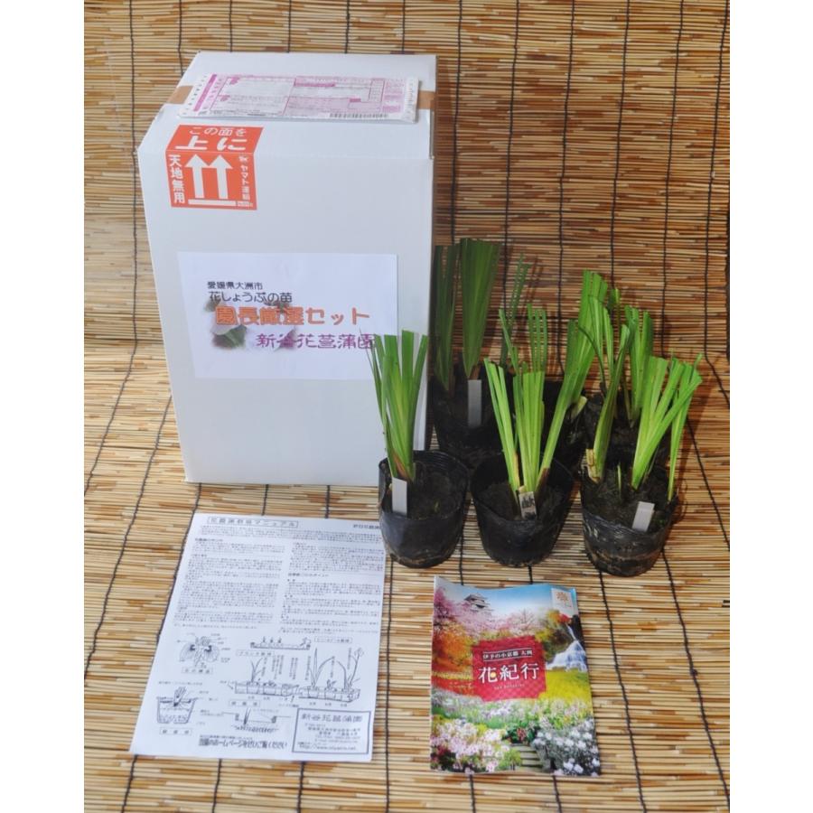 花菖蒲 苗 楽天市場】ハナショウブ 苗の通販