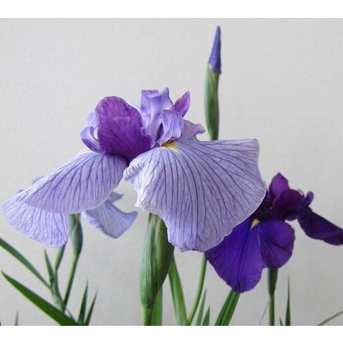 花菖蒲苗 (5種5ポット)厳選おまかせセット : Shop アンドロメダ - 通販