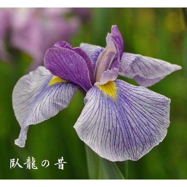 花菖蒲苗 (5種5ポット)厳選おまかせセット : Shop アンドロメダ - 通販