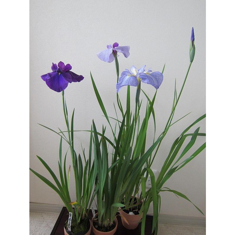 花菖蒲苗 (5種5ポット)厳選おまかせセット : Shop アンドロメダ - 通販