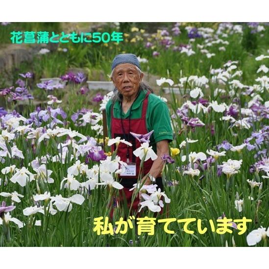 ご確認用 花菖蒲2種類セット 花菖蒲苗 (5種5ポット)厳選おまかせセット : Shop アンドロメダ - 通販