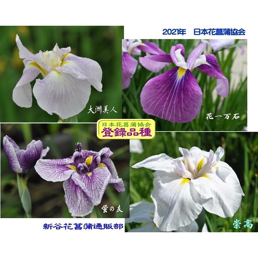 花菖蒲苗 (5種5ポット)厳選おまかせセット : Shop アンドロメダ - 通販