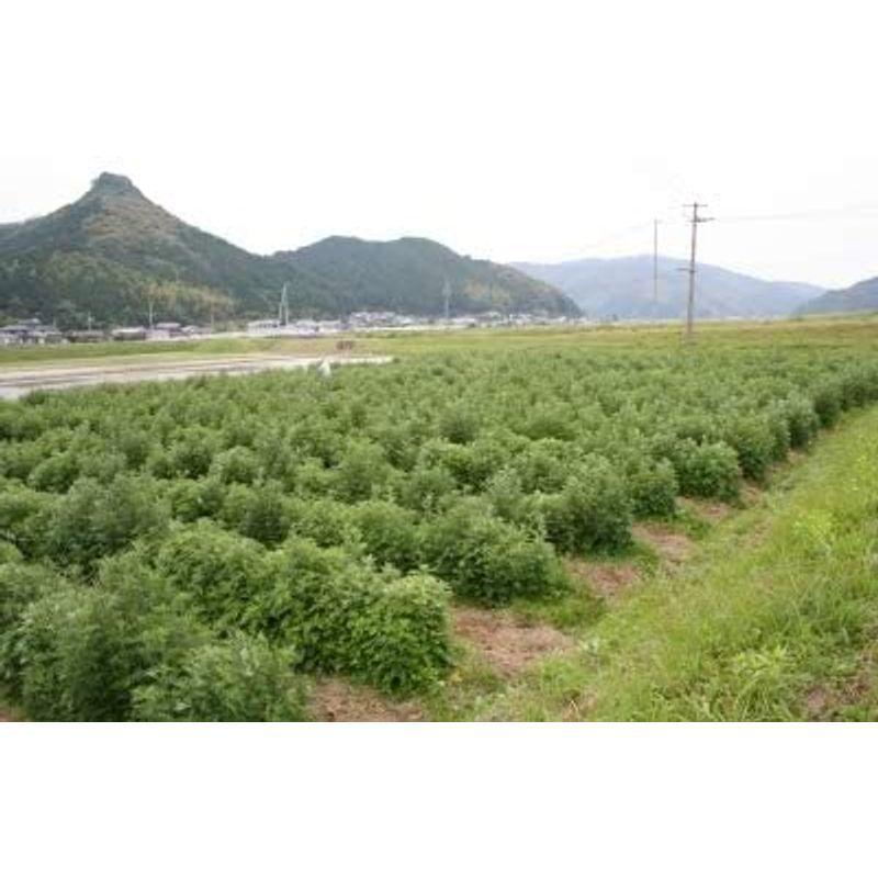 よもぎ湯入浴パック 愛媛県産 自家栽培よもぎ100％使用 6袋セット