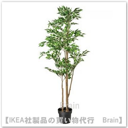 イケア（IKEA） FEJKA/フェイカ 人工観葉植物170 cm ベンジャミン