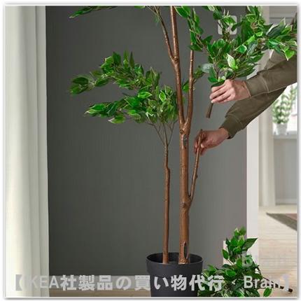 IKEA FEJKA 人工観葉植物 ベンジャミン フレーケンヴェクスト 鉢カバー イケア（IKEA） FEJKA/フェイカ 人工観葉植物170 cm ベンジャミン