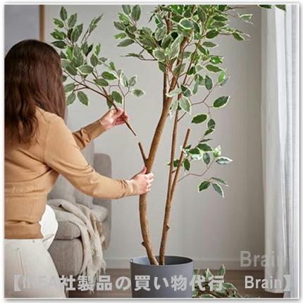 ＩＫＥＡ/イケア FEJKA/フェイカ 人工観葉植物210cm ベンジャミン(306.105.99/30610599)の画像