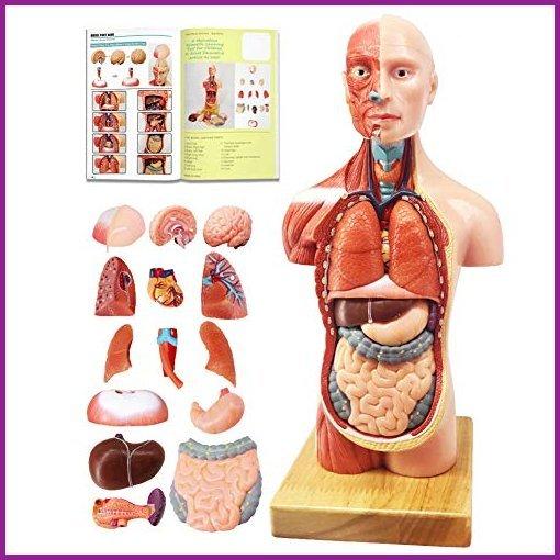 絶対一番安い EVOTECH 2021 Newest Human Body Model for Kids, 15 Pcs Removable 11 inch Human Torso Anatomy Model with Heart Head Skull Brain Skeleton Model 知育玩具