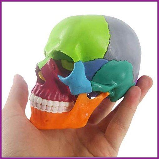 最安値で  Mini Human Skull Model, Didactic 15 Parts Palm-Sized Anatomy Skull Model, Exploded Skull, Medical Teaching Learning, Kids Learning Education 知育玩具