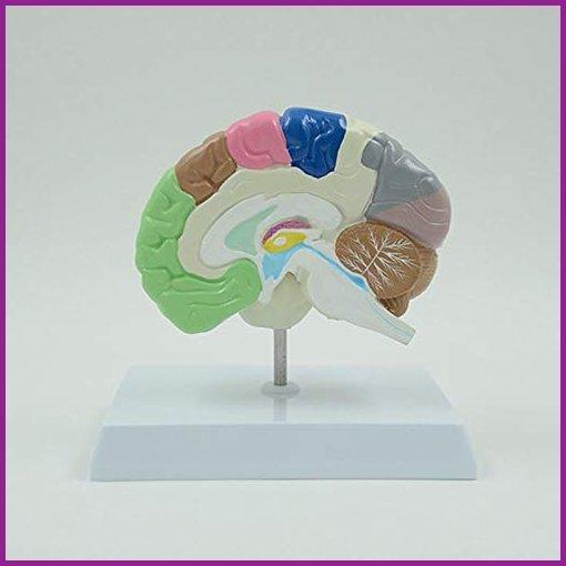 素晴らしい品質 Anatomical Medical Model, Hemisphere Right Color ZDHY Model Display【並行輸入品】 Education and Learning Children's for Suitable 知育玩具