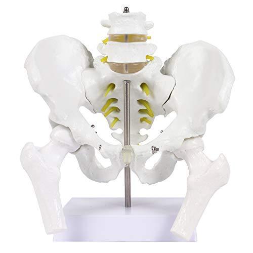 Newkingz 人体模型 骨 男性 筋肉 等身大 人体骨格模型 骨盤 内臓 底筋付 モデル 大腿骨 取り外し (男性骨盤模型) 骨盤ベルト