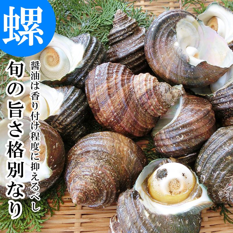 天然活きサザエ 3kg 18 30個 大分 蠑螺 さざえ 栄螺 殻付き 送料無料 つぼ焼き お刺身 海鮮bbq Fuji 018 大分県の特産品専門店ふるさと 通販 Yahoo ショッピング