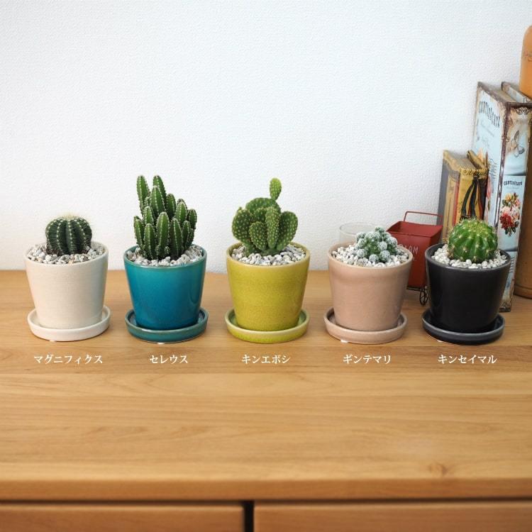 一部地域送料無料) ミニ サボテン カラーポットアレンジ 受け皿付き