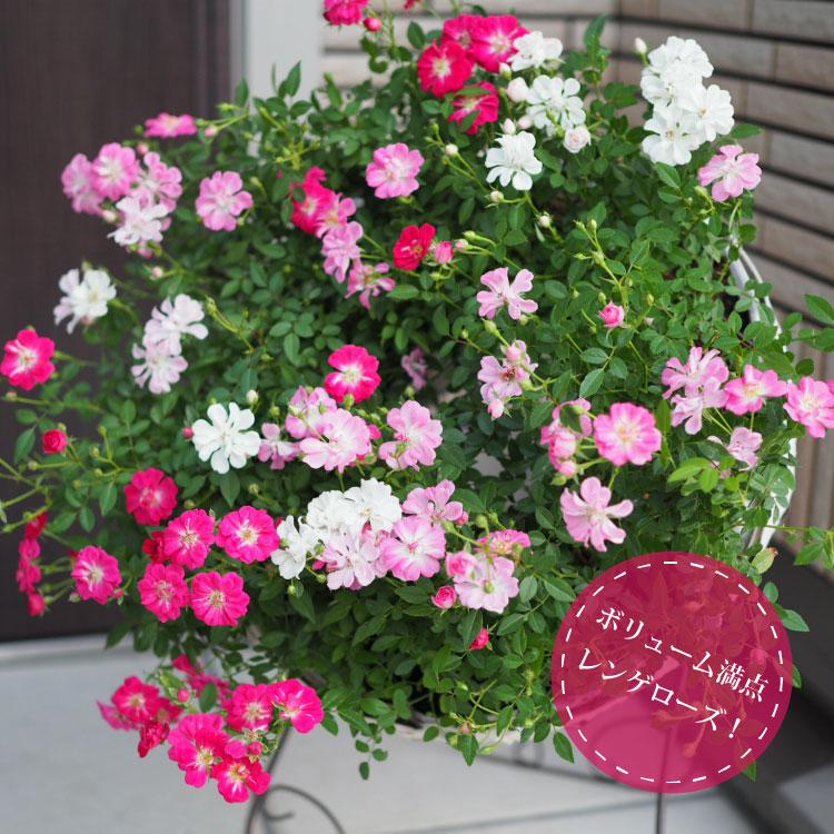 一部地域送料無料) ウェルカムローズ レンゲローズ ミニ薔薇の寄せ植え