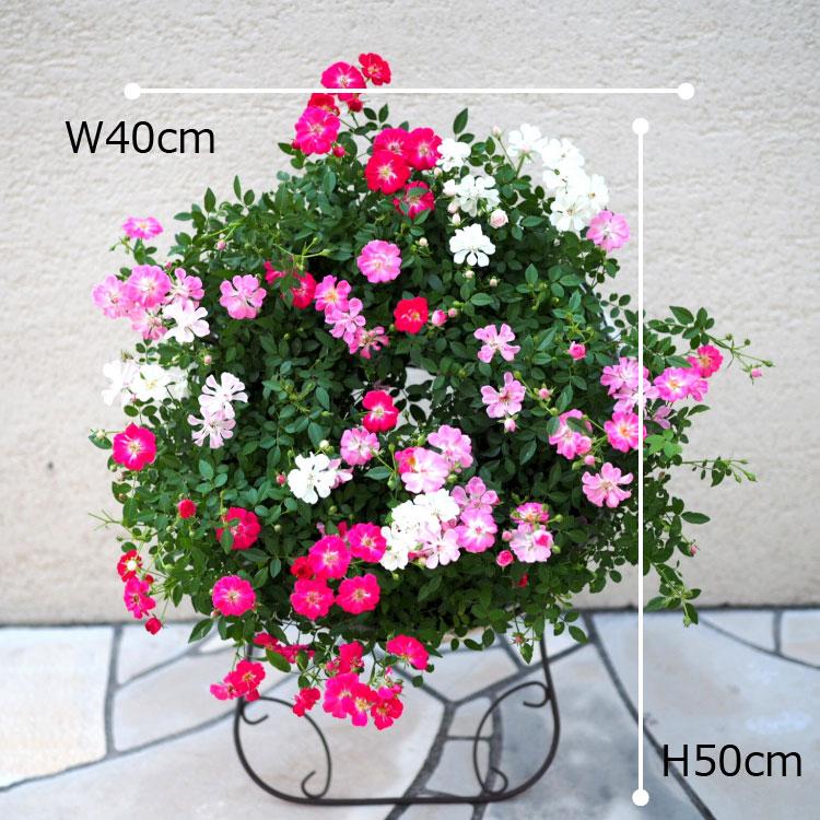 一部地域送料無料) ウェルカムローズ レンゲローズ ミニ薔薇の寄せ植え