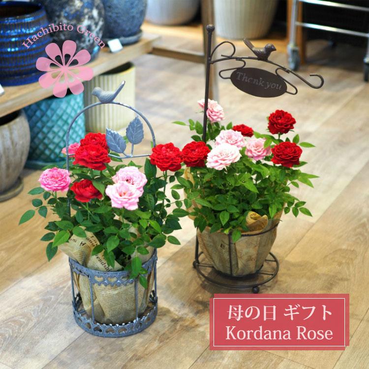 一部地域送料無料) バードバスケット コルダーナローズ ミニ薔薇の寄せ