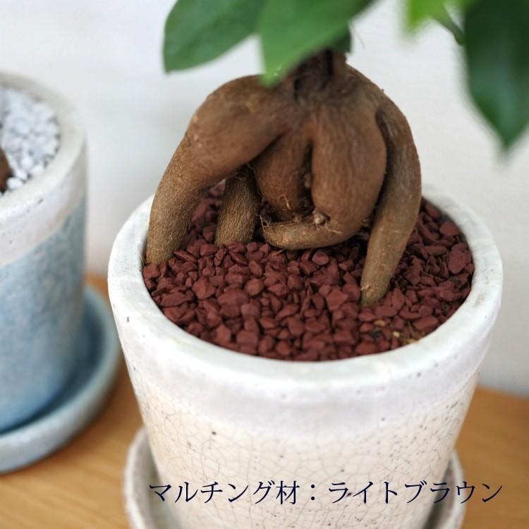 924円 驚きの安さ 一部地域送料無料 ガジュマル ツートンカラーの植木鉢でアレンジ 受け皿付き 4号 12cm