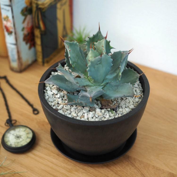 植木鉢・おしゃれ・テラコッタ 軽量シンプルポット MA104-150 5号(15cm) / プラスチック FRP :MA104-150:植木鉢と テラコッタの専門店 鉢人 - 通販 - Yahoo!ショッピング 植木鉢・おしゃれ・テラコッタ 軽量シンプルポット MA104-150 5号(15cm) / プラスチック FRP :MA104-150:植木鉢と テラコッタの専門店 鉢人 - 通販 - Yahoo!ショッピング