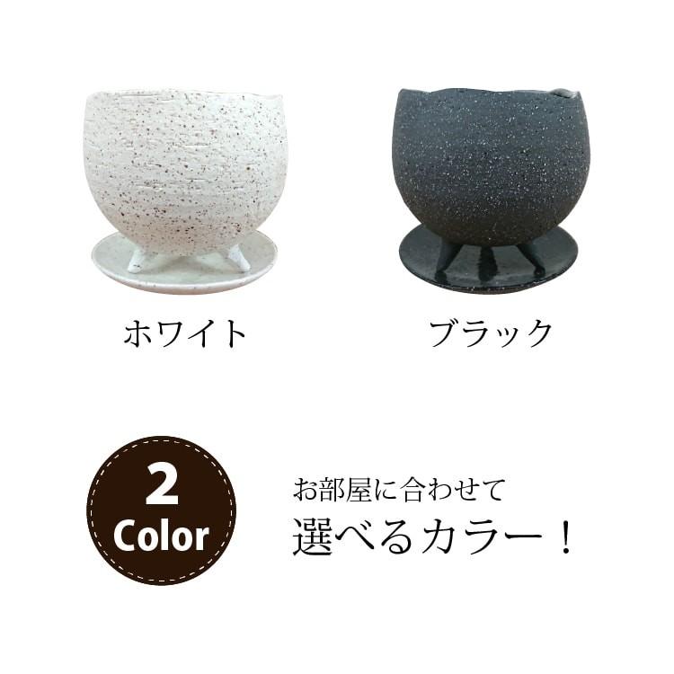 一部地域送料無料) ポトス エンジョイ・グローバルグリーン