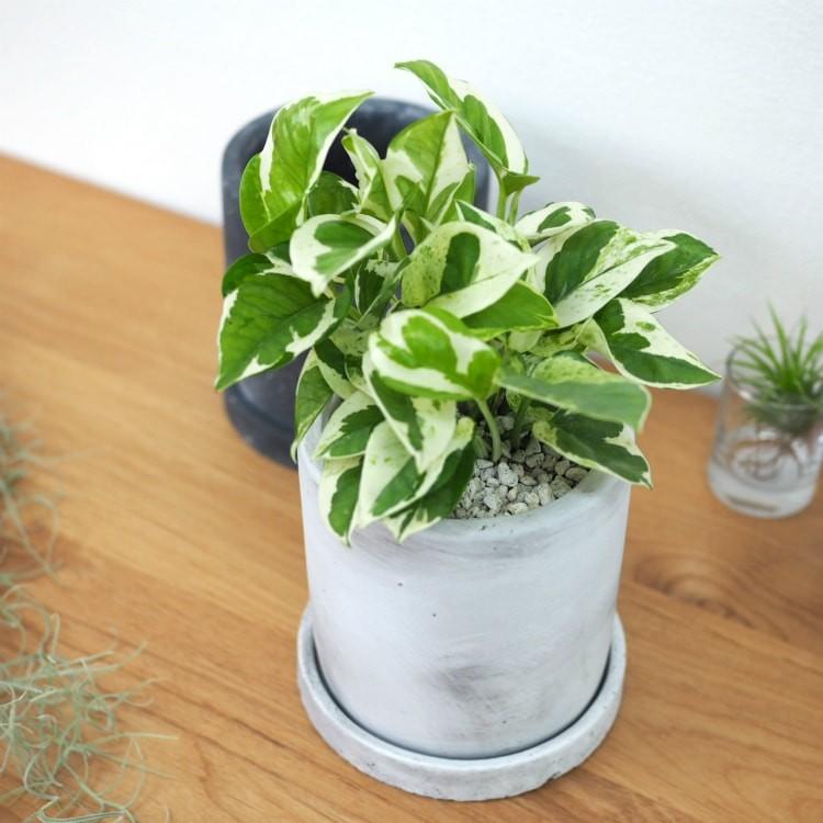 観葉植物　バルーンポトス　ゴールデンポトス　マーブル　７号鉢　バルーン仕立て 一部地域送料無料) ポトス エンジョイ・グローバルグリーン・マーブル
