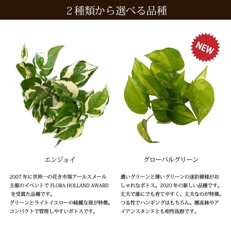 一部地域送料無料 ポトス エンジョイ グローバルグリーン セメントポットアレンジ 受け皿付き 3 5号 10 5cm まとめ買い