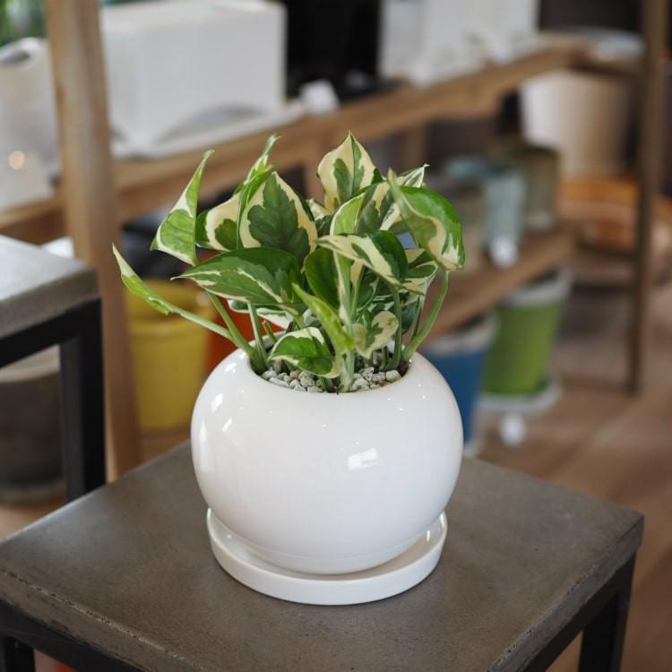 植木鉢 おしゃれ 陶器鉢 シンプルポット RR072-125 4号(12.5cm) 鉢底穴