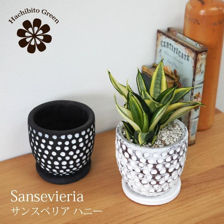 正規品直輸入 一部地域送料無料 サンスベリア ハニー ドットポットアレンジ 受け皿付き 4号 12cm