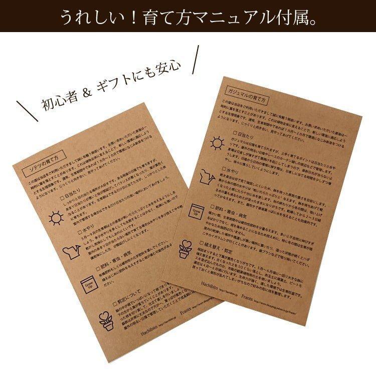 一部地域送料無料) サンスベリア ハニー チェックポットアレンジ 