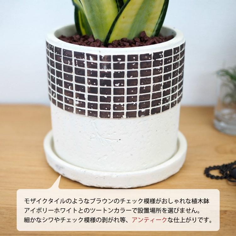一部地域送料無料) サンスベリア ハニー チェックポットアレンジ 