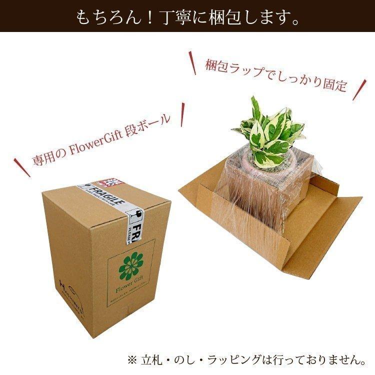 一部地域送料無料) サンスベリア ミニサンスベリア カラーポット