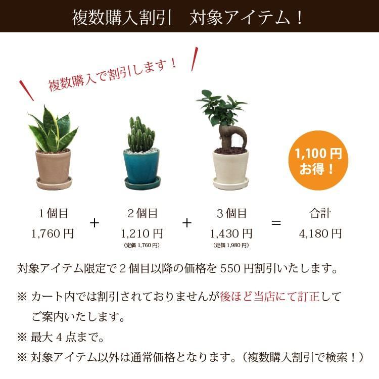 一部地域送料無料) サンスベリア ミニサンスベリア カラーポット