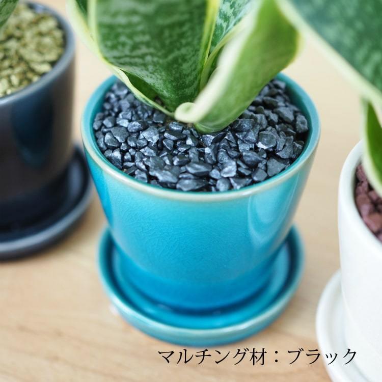 一部地域送料無料) サンスベリア ミニサンスベリア カラーポット