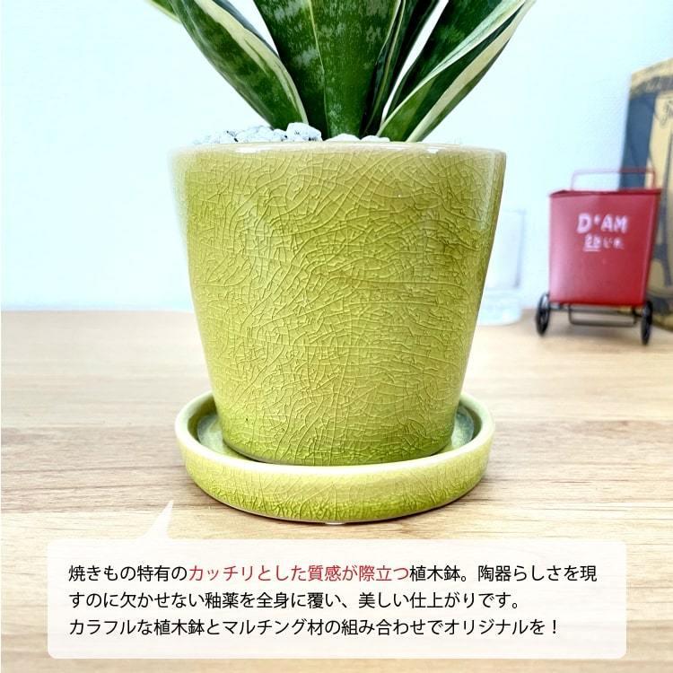 一部地域送料無料) サンスベリア ミニサンスベリア カラーポット 一部地域送料無料) サンスベリア ミニサンスベリア カラーポット