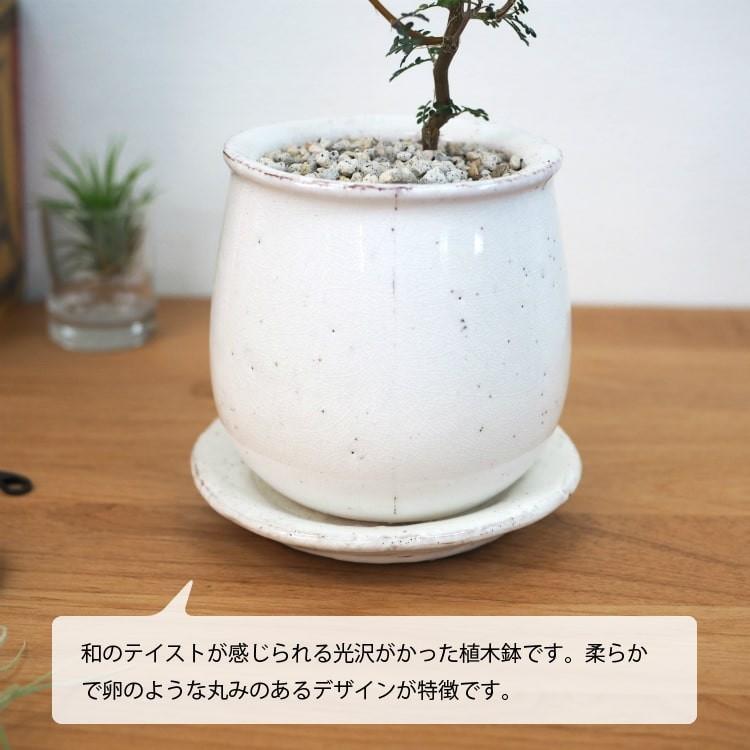 一部地域送料無料) ソフォラ リトルベイビー 4色から選べる釉薬鉢
