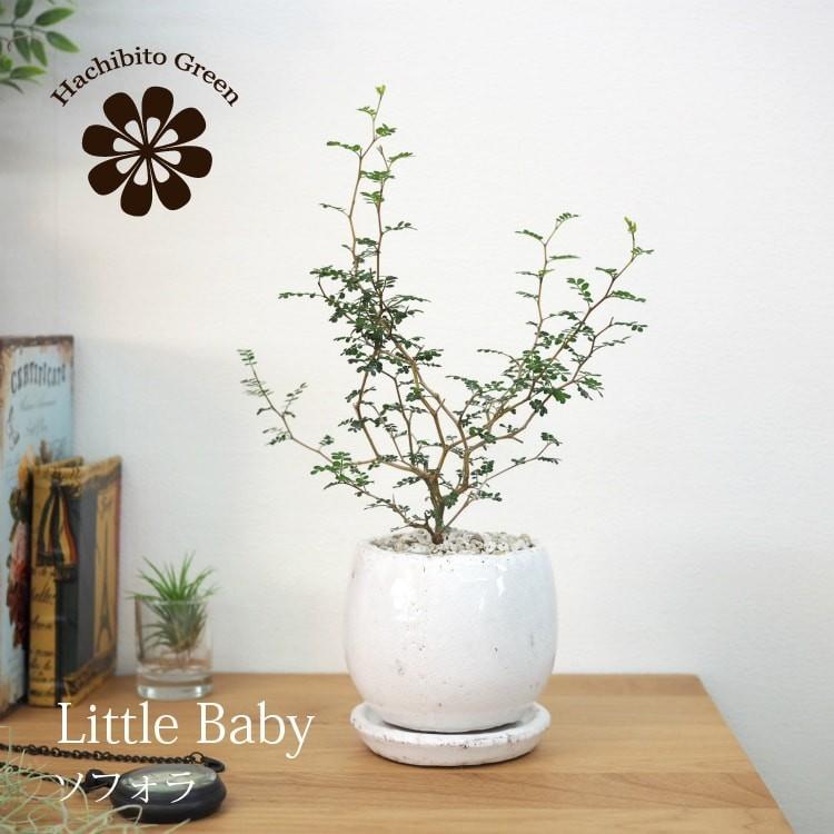 一部地域送料無料 ソフォラ リトルベイビー 5色から選べる陶器鉢 受け皿付き 4号 11 5cm Sof004 植木鉢とテラコッタの専門店 鉢人 通販 Yahoo ショッピング