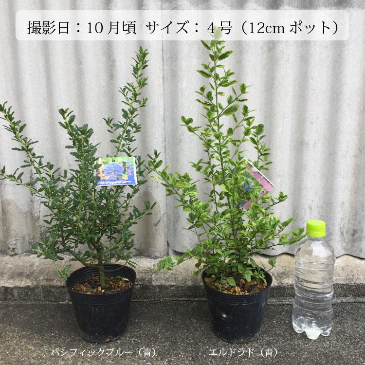 セアノサス パシフィックブルー ファイバー鉢 園芸ネット本店｜セアノサス：パシフィックブルー4号ポット の通販【公式】