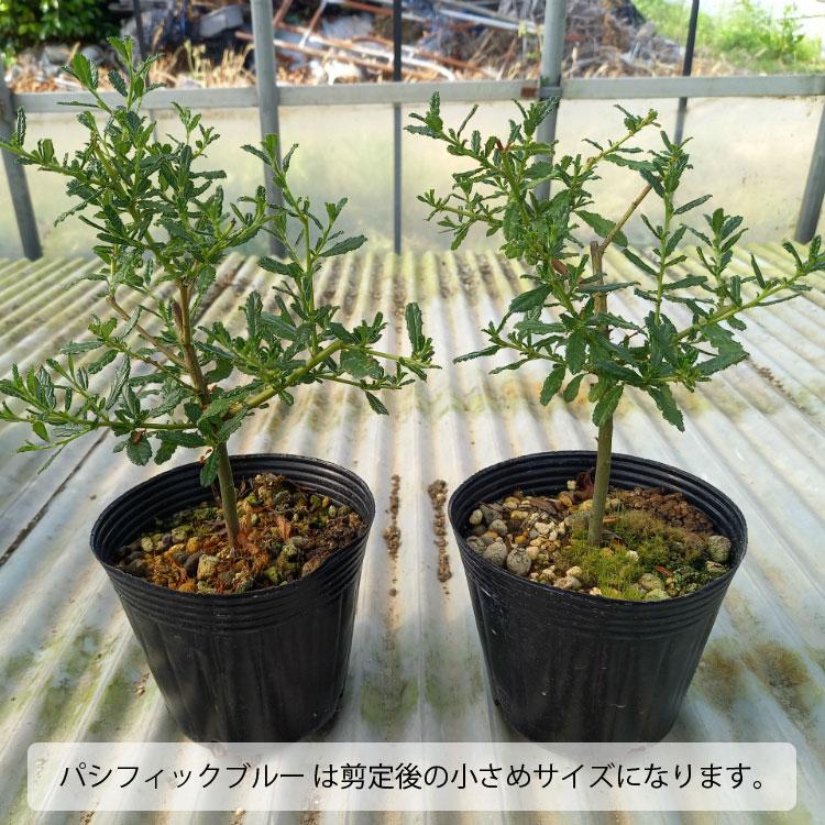 一部地域送料無料) セアノサス 選べる品種 2株セット 4号