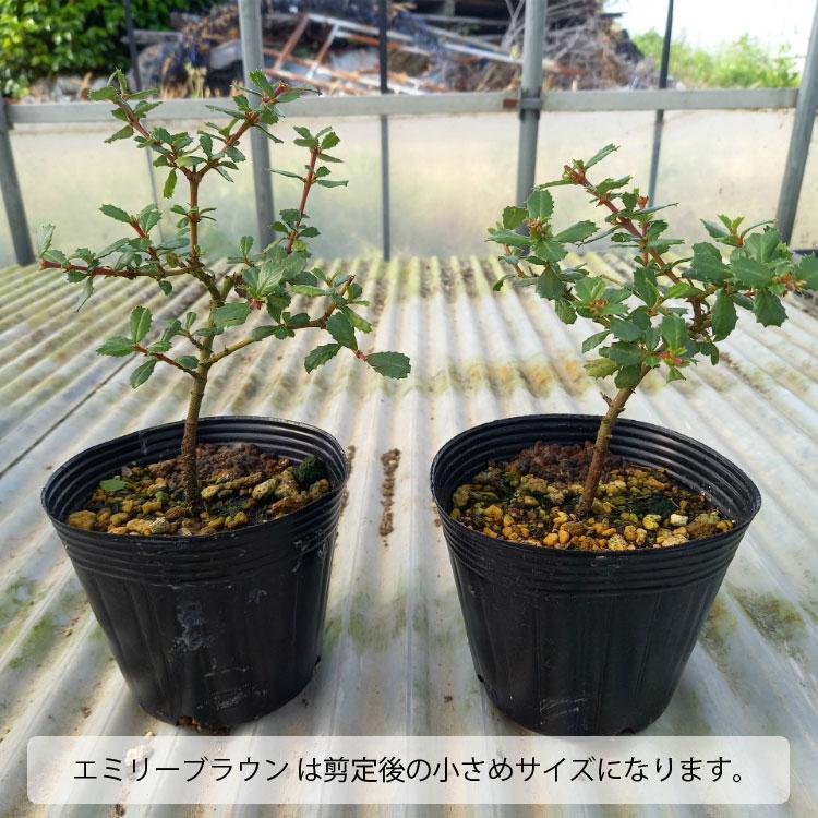 一部地域送料無料) セアノサス 選べる品種 2株セット 4号