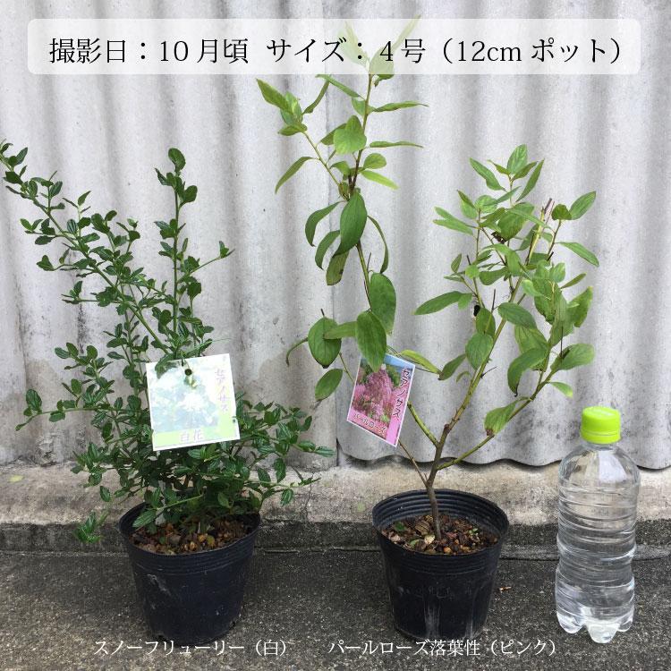 一部地域送料無料) セアノサス 選べる品種 4株セット 4号
