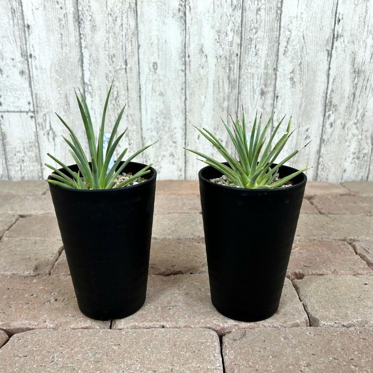 数量限定】一部地域送料無料 アガベ ストリクタ 吹上 3.5号