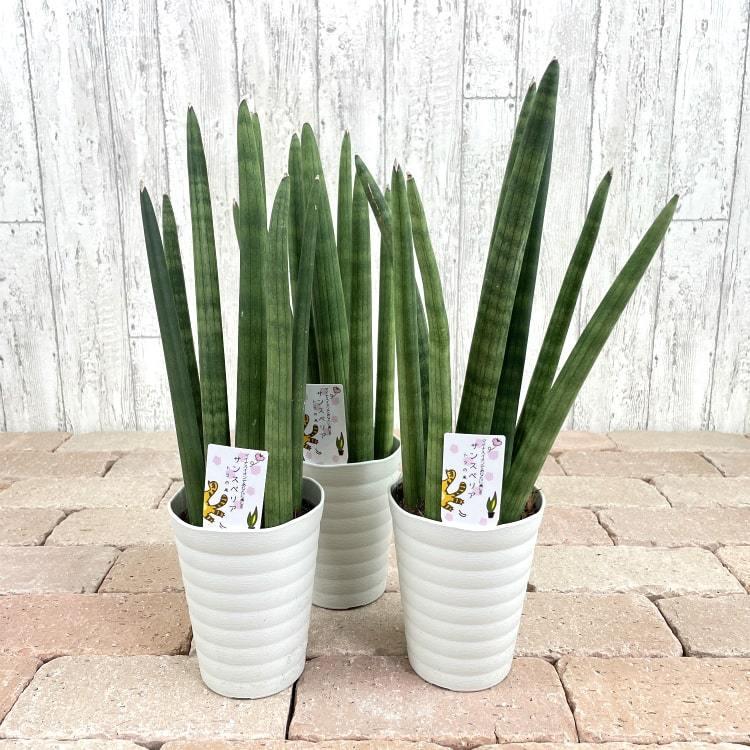 一部地域送料無料) サンセベリア スタッキー 4号 (12cm) / 観葉