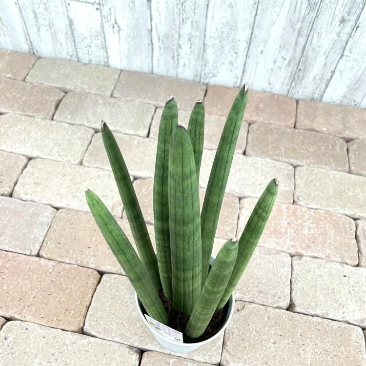 斑入り　サンセベリア　スタッキー　サンスベリア 現品］1番 サンスベリア スタッキー 8号 観葉植物 室内 レア おしゃれ