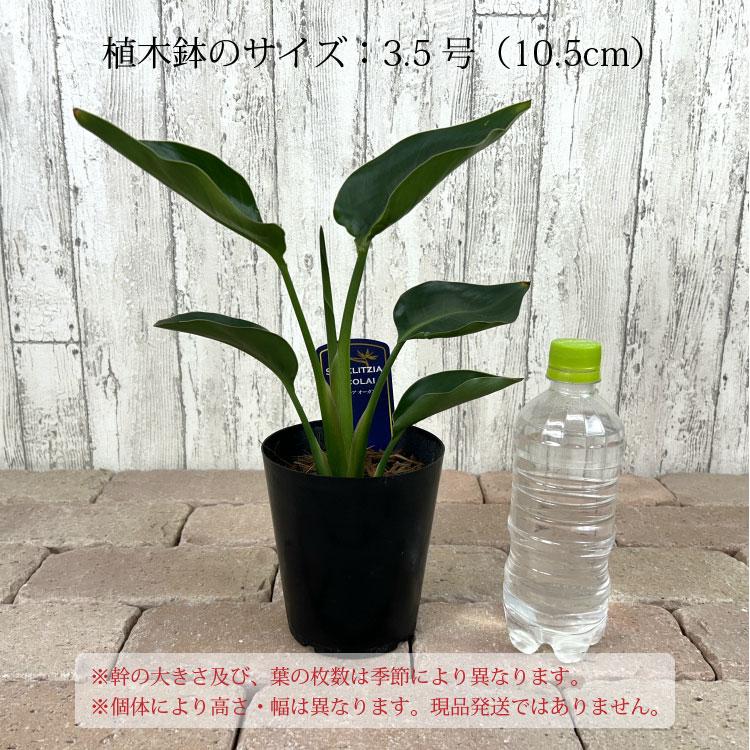 一部地域送料無料) ストレリチア オーガスタ 3.5号 / ストレチア