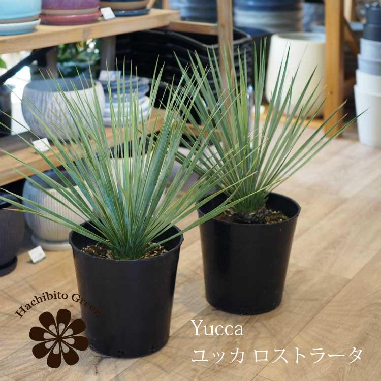 数量限定】一部地域送料無料 ユッカ ロストラータ 幹上がり 7号
